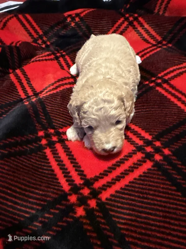 Molly – Goldendoodle, Miniature Goldendoodle puppy for sale in Pensacola, FL