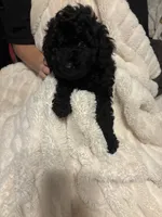 Ollie, a male Goldendoodle and Miniature Goldendoodle for sale in Pensacola, FL – 2 of 10