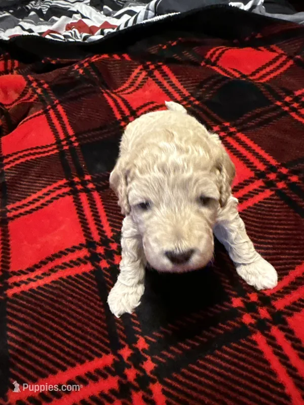 Honey – Goldendoodle, Miniature Goldendoodle puppy for sale in Pensacola, FL