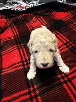 Honey, a female Goldendoodle and Miniature Goldendoodle for sale in Pensacola, FL – 3 of 3