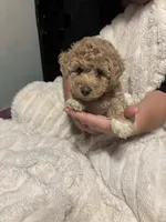 Teddy, a male Goldendoodle and Miniature Goldendoodle for sale in Pensacola, FL – 5 of 7
