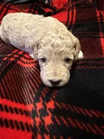 Honey, a female Goldendoodle and Miniature Goldendoodle for sale in Pensacola, FL – 2 of 3