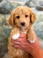 Everest, a female Miniature Aussiedoodle for sale in Fletcher, NC – Photo 2 of 2