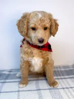 Everest, a female Miniature Aussiedoodle for sale in Fletcher, NC – Photo 1 of 2