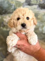 Flurry, a female Miniature Aussiedoodle for sale in Fletcher, NC – Photo 2 of 2