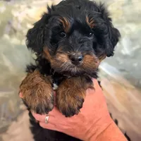 Blizzard, a male Miniature Aussiedoodle for sale in Fletcher, NC – Photo 3 of 3