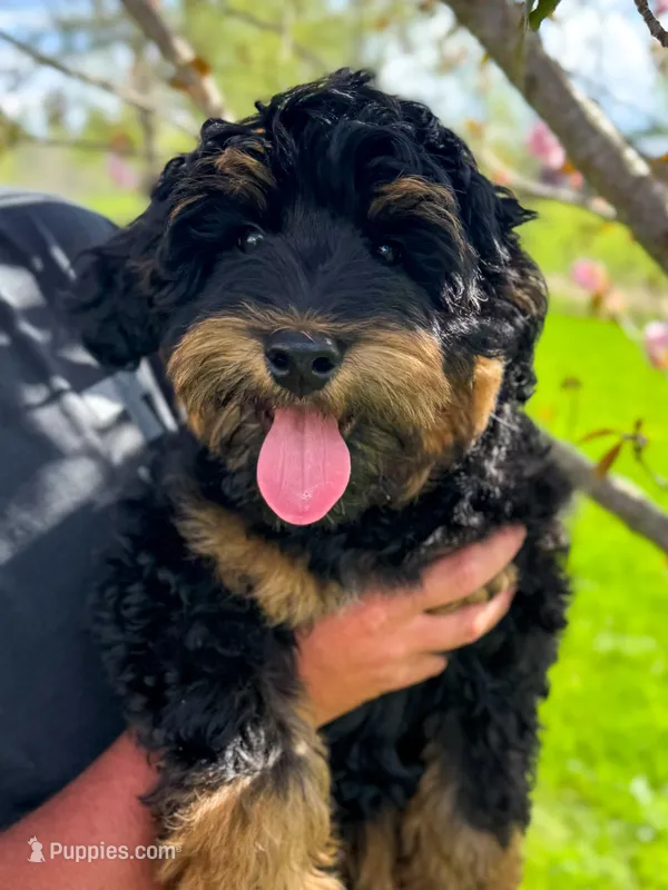 Blizzard, a male Miniature Aussiedoodle for sale in Fletcher, NC – Photo 1 of 3