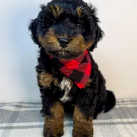 Blizzard, a male Miniature Aussiedoodle for sale in Fletcher, NC – Photo 2 of 3
