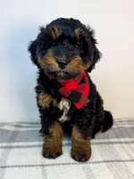 Blizzard, a male Miniature Aussiedoodle for sale in Fletcher, NC – Photo 1 of 2