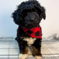 Bear, a male Miniature Aussiedoodle for sale in Fletcher, NC – Photo 2 of 3
