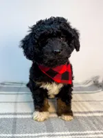 Bear, a male Miniature Aussiedoodle for sale in Fletcher, NC – Photo 1 of 2