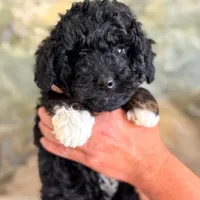 Bear, a male Miniature Aussiedoodle for sale in Fletcher, NC – Photo 3 of 3
