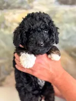 Bear, a male Miniature Aussiedoodle for sale in Fletcher, NC – Photo 2 of 2