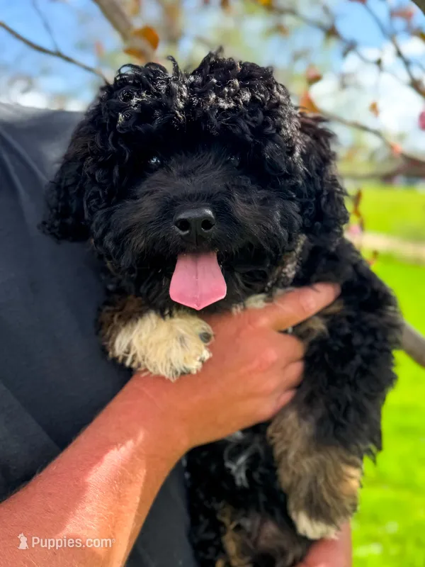 Bear – Miniature Aussiedoodle puppy for sale in Fletcher, NC