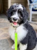 Gomer, a male Aussiedoodle for sale in Fletcher, NC – Photo 2 of 3