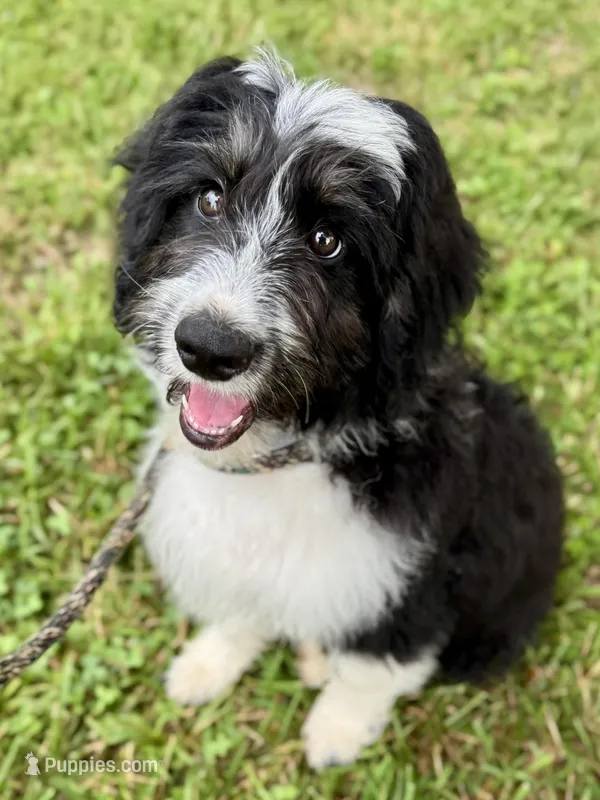 Gomer, a male Aussiedoodle for sale in Fletcher, NC – Photo 1 of 3