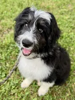 Gomer, a male Aussiedoodle for sale in Fletcher, NC – Photo 1 of 3