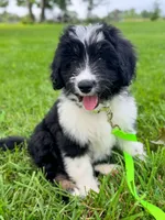 Gomer, a male Aussiedoodle for sale in Fletcher, NC – Photo 3 of 3