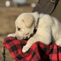 Kilo, a male Akbash and Anatolian Shepherd Dog for sale in Crozet, VA – Photo 8 of 10