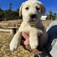 Kilo, a male Akbash and Anatolian Shepherd Dog for sale in Crozet, VA – Photo 5 of 10