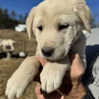 Kilo, a male Akbash and Anatolian Shepherd Dog for sale in Crozet, VA – Photo 4 of 10