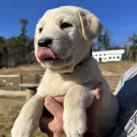 Kilo, a male Akbash and Anatolian Shepherd Dog for sale in Crozet, VA – Photo 3 of 10