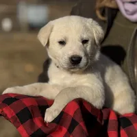 Kilo, a male Akbash and Anatolian Shepherd Dog for sale in Crozet, VA – Photo 6 of 10