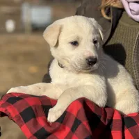 Kilo, a male Akbash and Anatolian Shepherd Dog for sale in Crozet, VA – Photo 7 of 10