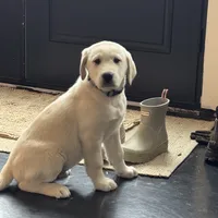 Kilo, a male Akbash and Anatolian Shepherd Dog for sale in Crozet, VA – Photo 10 of 10