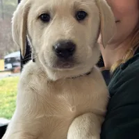 Kilo, a male Akbash and Anatolian Shepherd Dog for sale in Crozet, VA – Photo 9 of 10