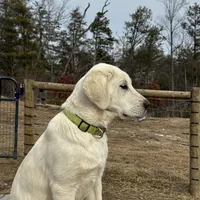 Kilo, a male Akbash and Anatolian Shepherd Dog for sale in Crozet, VA – Photo 2 of 10