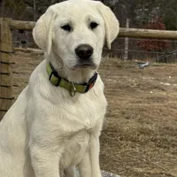 Kilo, a male Akbash and Anatolian Shepherd Dog for sale in Crozet, VA – Photo 1 of 10