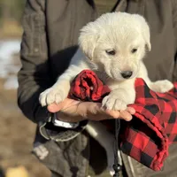 Echo, a female Akbash and Anatolian Shepherd Dog for sale in Crozet, VA – Photo 7 of 8