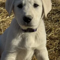 Echo, a female Akbash and Anatolian Shepherd Dog for sale in Crozet, VA – Photo 1 of 8
