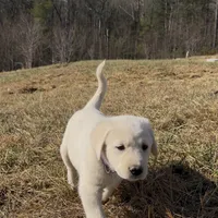 Echo, a female Akbash and Anatolian Shepherd Dog for sale in Crozet, VA – Photo 4 of 8