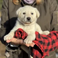 Echo, a female Akbash and Anatolian Shepherd Dog for sale in Crozet, VA – Photo 6 of 8