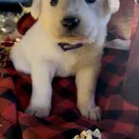 Echo, a female Akbash and Anatolian Shepherd Dog for sale in Crozet, VA – Photo 8 of 8