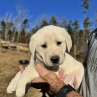 Echo, a female Akbash and Anatolian Shepherd Dog for sale in Crozet, VA – Photo 5 of 8