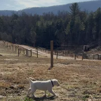 Echo, a female Akbash and Anatolian Shepherd Dog for sale in Crozet, VA – Photo 3 of 8