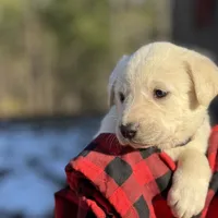 November, a female Akbash and Anatolian Shepherd Dog for sale in Crozet, VA – Photo 6 of 9