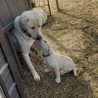November, a female Akbash and Anatolian Shepherd Dog for sale in Crozet, VA – Photo 3 of 9