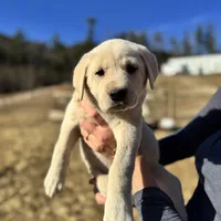 November, a female Akbash and Anatolian Shepherd Dog for sale in Crozet, VA – Photo 5 of 9