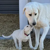 November, a female Akbash and Anatolian Shepherd Dog for sale in Crozet, VA – Photo 2 of 9