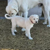 November, a female Akbash and Anatolian Shepherd Dog for sale in Crozet, VA – Photo 1 of 9