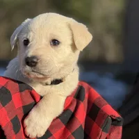 November, a female Akbash and Anatolian Shepherd Dog for sale in Crozet, VA – Photo 9 of 9