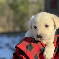 November, a female Akbash and Anatolian Shepherd Dog for sale in Crozet, VA – Photo 7 of 9