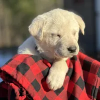 November, a female Akbash and Anatolian Shepherd Dog for sale in Crozet, VA – Photo 8 of 9