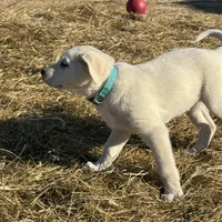India, a female Akbash and Anatolian Shepherd Dog for sale in Crozet, VA – Photo 4 of 7
