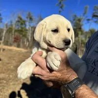 India, a female Akbash and Anatolian Shepherd Dog for sale in Crozet, VA – Photo 6 of 7