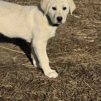 India, a female Akbash and Anatolian Shepherd Dog for sale in Crozet, VA – Photo 2 of 7